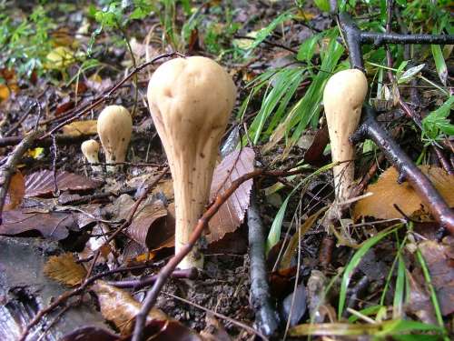 Mushroom Mozsárütőgomba Imó Stone Beech Hg Forest