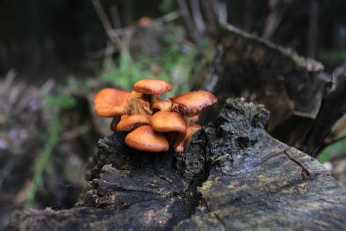 Mushroom Nature Mushrooms Forest Autumn Mood