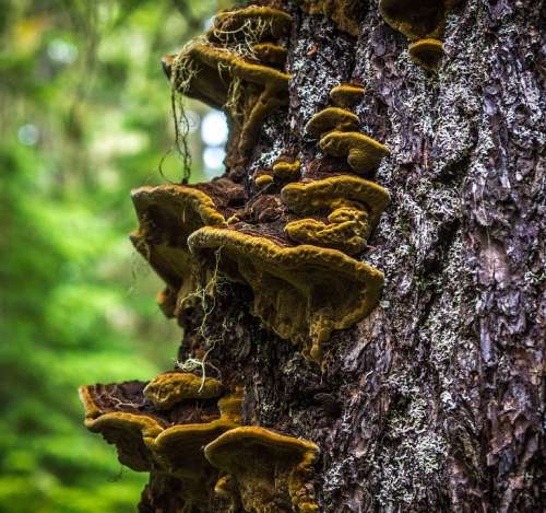 Mushroom Fungi Forest Nature Fungus Tree Cap