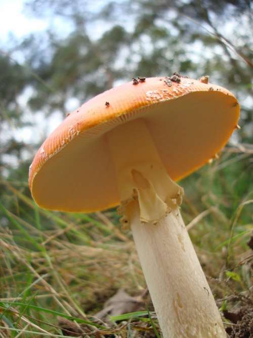 Mushroom Nature Macro Netherlands