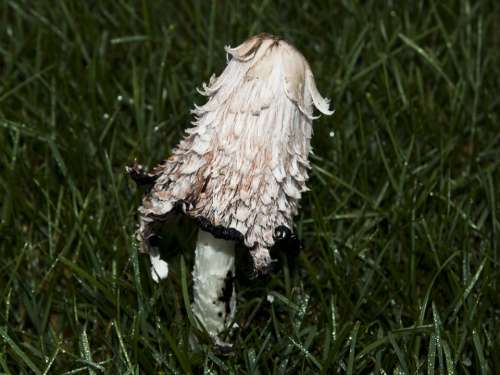Mushroom Plant Fungi Outside Nature Summer