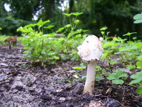 Mushroom Fungus Fungi White Woodland Forest