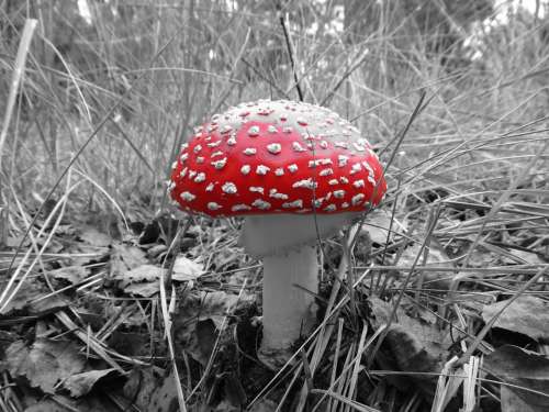 Mushroom Amanita Forest Red Poisonous