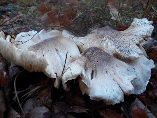Mushroom Mushrooms Toadstool Toadstools Fungus