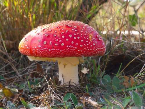 Mushroom Amanita Forest Autumn Danger Red