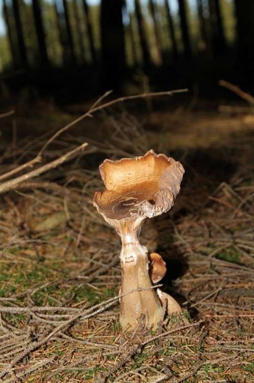 Mushroom Nature Forest Leaves Autumn Mood
