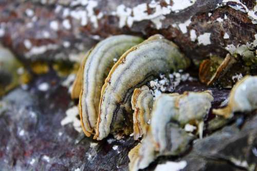 Mushroom Hub Forest Mushrooms Tree Nature Harmful