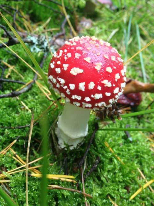 Mushroom Amanita Muscaria Red Poison Danger Toxic