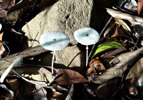 Mushroom Wild Forest Floor Fungus Western Ghats