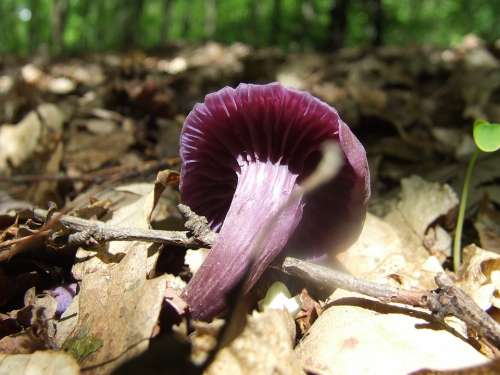 Mushroom Forest Nature Avar Purple Gambosa