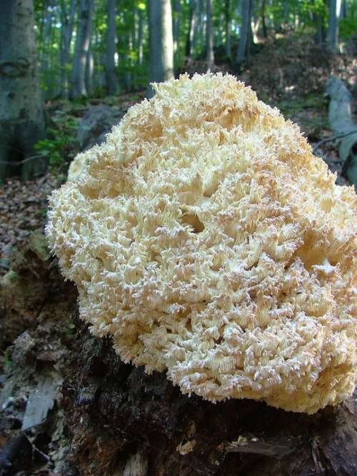 Mushroom Yellow Korallgomba Forest Nature Beech Hg