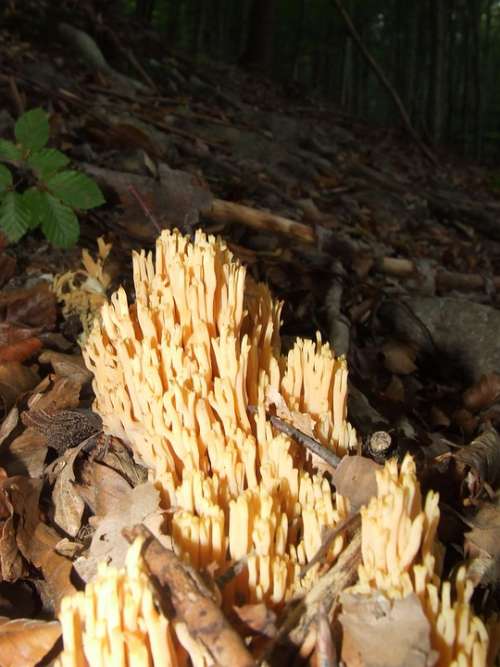 Mushroom Forest Nature Mushroom Coral