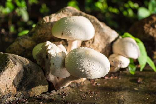 Mushroom Nature White Raindrop