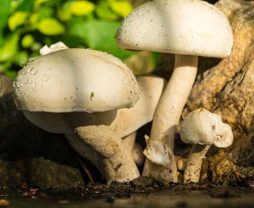 Mushroom Nature White Raindrop