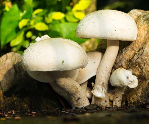 Mushroom Nature White Raindrop