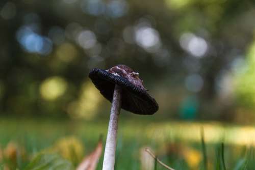 Mushroom Meadow Nature