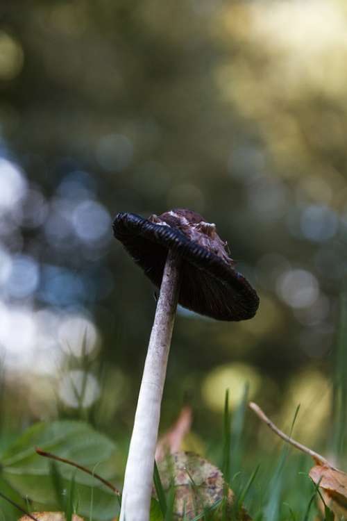 Mushroom Meadow Autumn