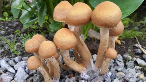Mushroom Fungi Nature Forest Soil Mushrooms