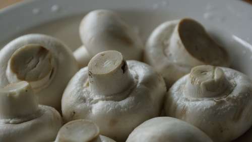 Mushroom Vegetable Cooking Raw Cuisine Fungi