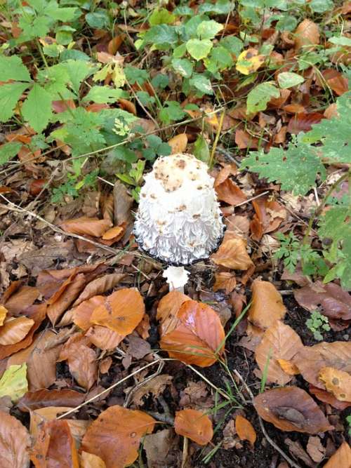 Mushroom Fungus Nature Plant Organic White Edible
