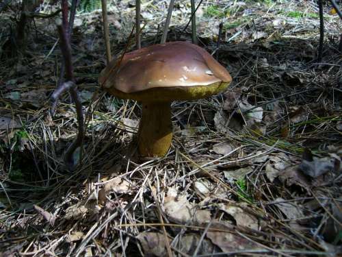 Mushroom Chestnut Forest
