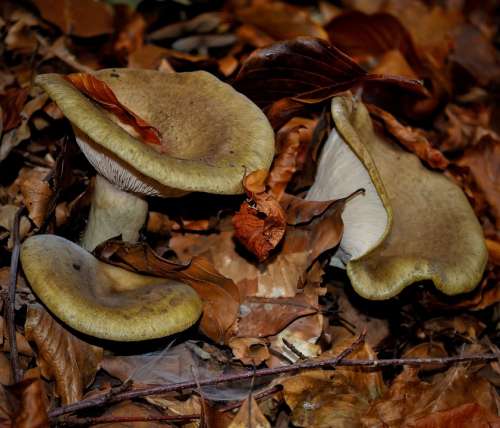 Mushroom Wild Nature Forest Food Natural Autumn