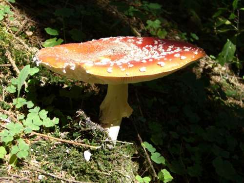 Mushroom Nature Lamellar Forest Floor Autumn