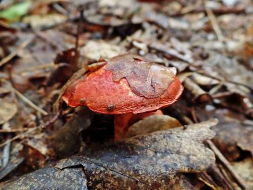 Mushroom Toxic Forest Nature Autumn Risk