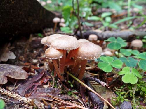Mushroom Forest Nature Autumn Risk Fungal Species