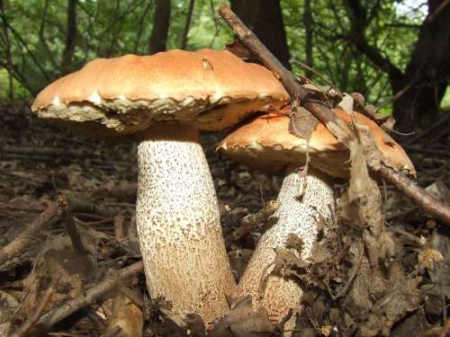 Mushroom Boletus Érdesnyelű Forest Nature