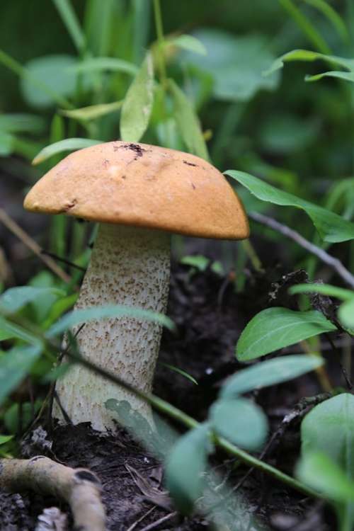 Mushroom Wild Natural Food Forest Nature Edible