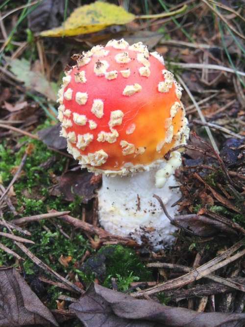 Mushroom Autumn Nature Forest Red With White Dots