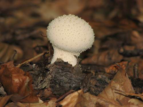 Mushroom Autumn Forest Forest Floor White