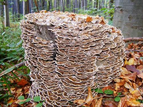 Mushroom Spunk Wood Forest Nature Autumn