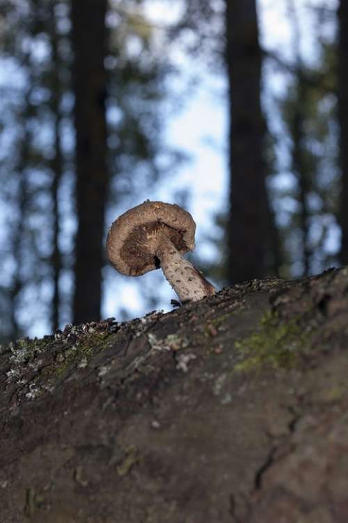 Mushroom Parasite Tree Forest Nature