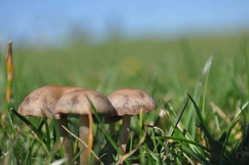 Mushroom Nature Natural Organic Fungi