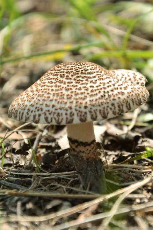 Mushroom Forest Nature