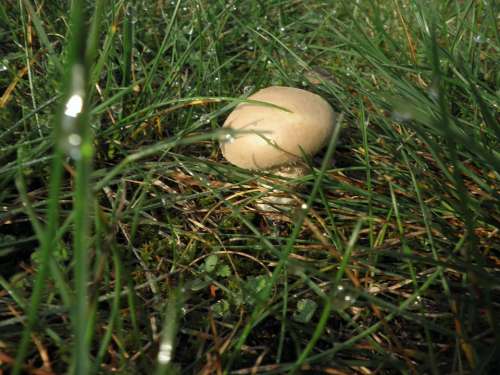 Mushroom Meadow Autumn Small In The Grass Nature