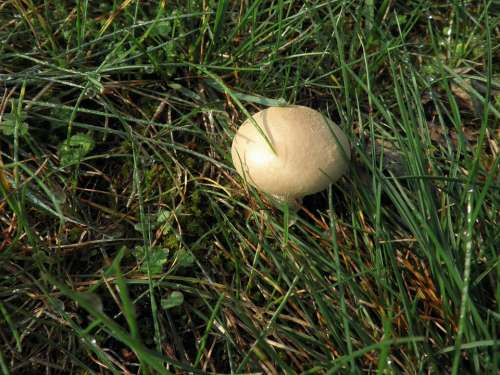 Mushroom Meadow Autumn Nature