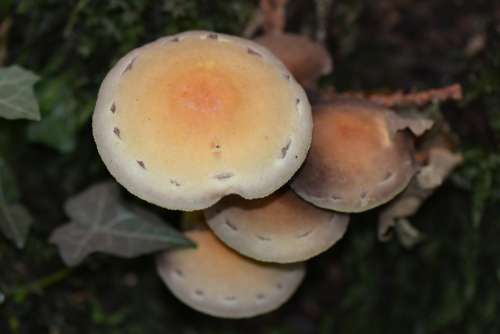 Mushroom Nature Autumn Agaric Mushrooms
