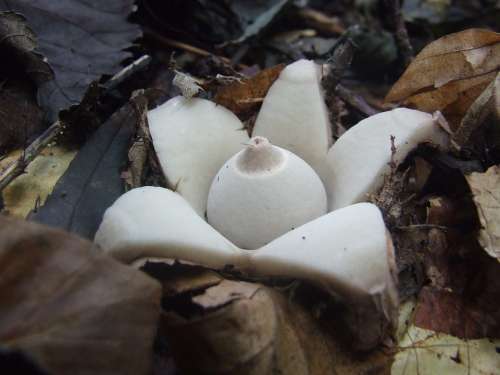 Mushroom Csillaggomba Mystic Forest Nature