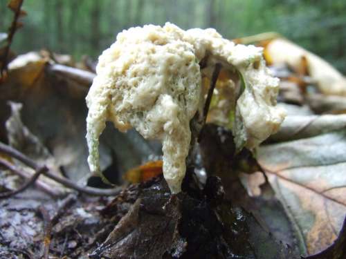 Mushroom Nyákgomba Autumn Avar Forest Nature