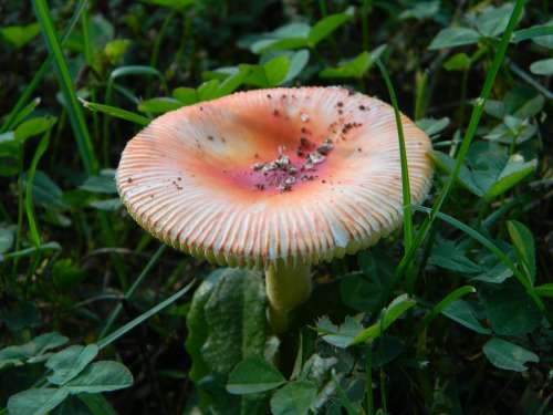 Mushroom Orange Grass Yard Nature Organic Fungus