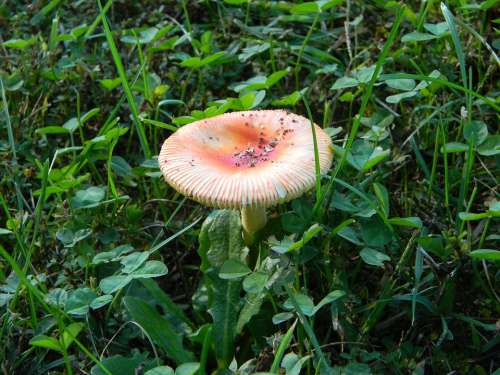Mushroom Color Orange Grass Natural Nature Autumn