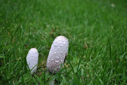 Mushroom Garden Nature