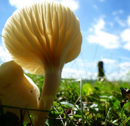 Mushroom Against Light Nature