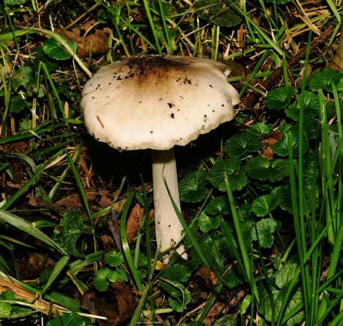 Mushroom Ground Meadow Nature Autumn Lonely Smell