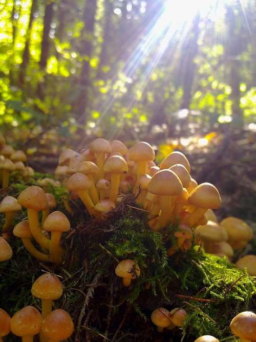 Mushroom Nature Forest Autumn Fungi Colorful