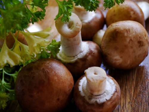 Mushroom Fungus Fungi Vegetable Food Healthy