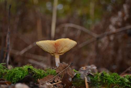 Mushroom Forest Autumn Mushrooms Nature Agaric